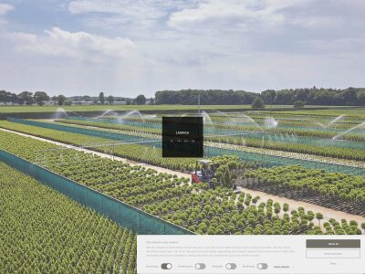 Laurica-Plants | Laurierkwekerij, laurier, Laurica, Laurica-Plants, laurier huren, laurier kopen, laurierkweker, Jabbeke | Laurierkwekerij Jabbeke | Laurus nobilis